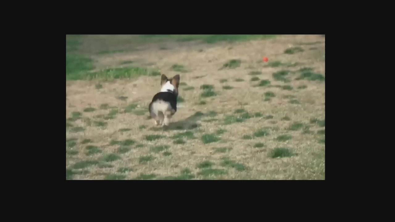 PawGlow Motion Ball
